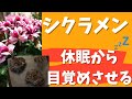 休眠シクラメンの植え替え