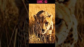 INSANE JUMP! 😱 Gazelle Escapes Cheetah Attack! 🔥