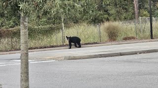3 new bear sightings reported near Aiken County schools