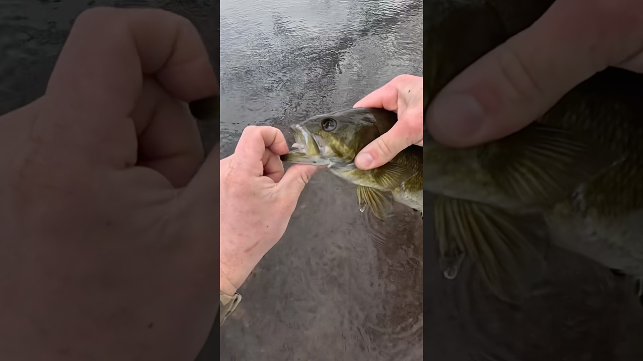 Одноглазый убийца! 