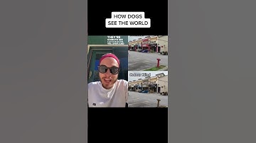 Thumbnail of How dogs see the world! 🌈🐾 #colorblind #thebkpets  #optometrist #shorts
