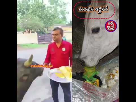 రాయలసీమ గోమాత మంథని గోమాత ఎలా ఉందో చూడండి 🙏