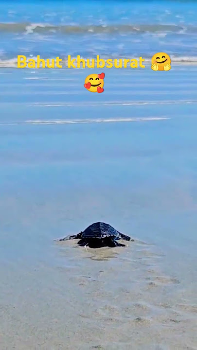 Bahut khubsurat 🥰🤗❤️#turtle #hatchling#swarajdweep #ytshort