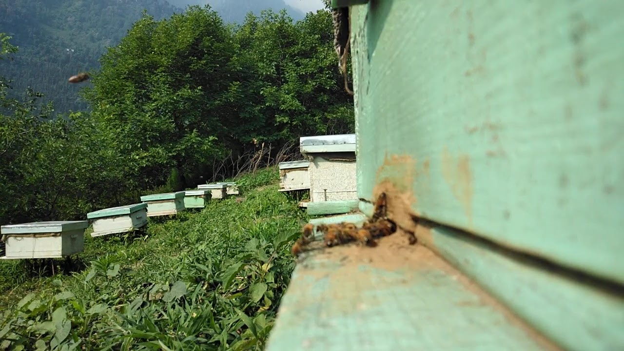 Honey Bee Forage |Honey Farm at Jammu and Kashmir|