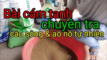 Chia sẻ bài cám câu sông, ao hồ tự nhiên#giaolưucâucá#teslcám#câucá#fishing