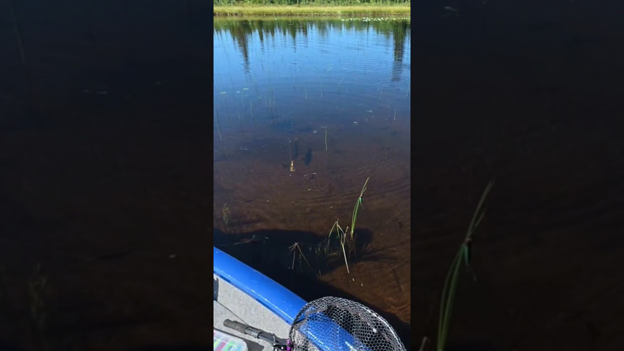 Наглая щука атакует на мелководье в прозрачной воде! 