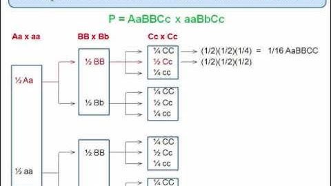 Genetics: Trihybrid Cross: The Forked Line Method