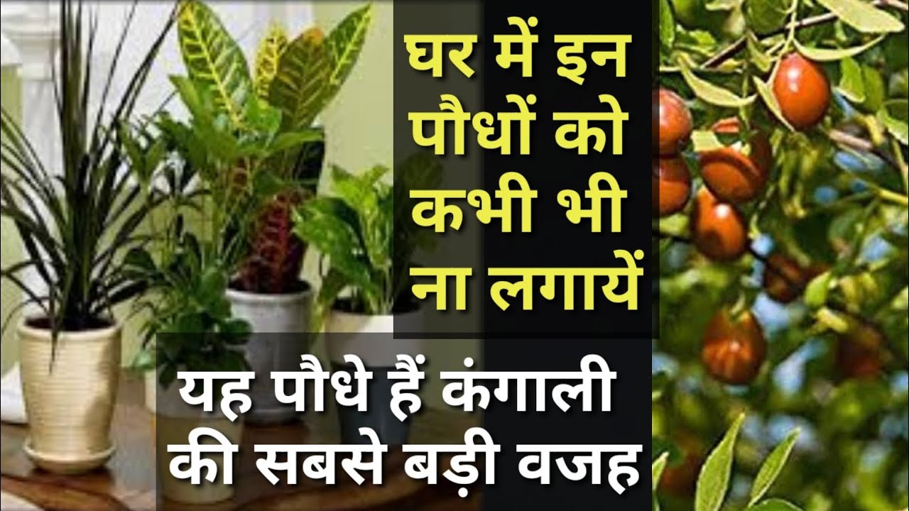 GHAR ME KIS CHIJ KA PAUDHA LAGANA GHAR ME KIS CHIJ KA PAUDHA LAGANA