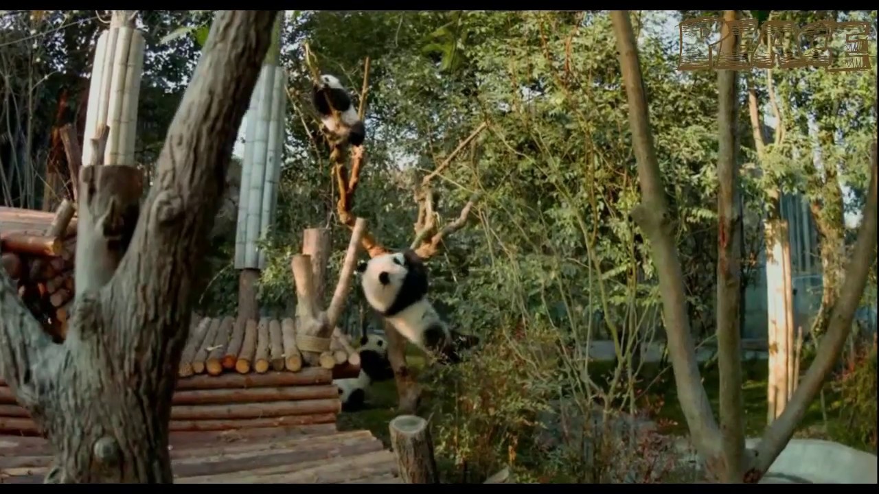 панда 3 д фильм. панда фильм.