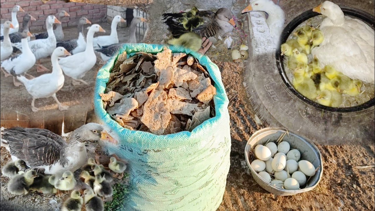 مع اول شهر جديد دفعه جديده من بيض الوز كلوا باض و السبب في شكارة العيش دي اتصدمت من المفاجأة😮😮