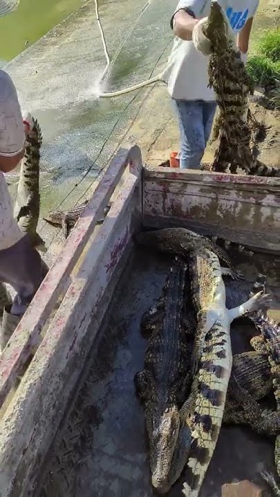 crocodile,crocodiles,saltwater crocodile,crocodile attack,hiding