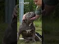 #k9 #police #dogcoach #policedogs #dogtraining #dogpolice #dogs #dog