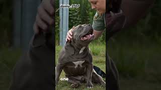#k9 #police #dogcoach #policedogs #dogtraining #dogpolice #dogs #dog