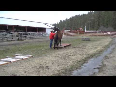 Barbs Bay Mare - YouTube