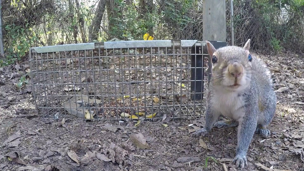 Trapping an Eastern Gray Squirrel YouTube