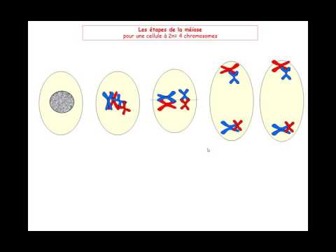 Vidéo: La réduction des chromosomes se produit-elle dans la méiose?