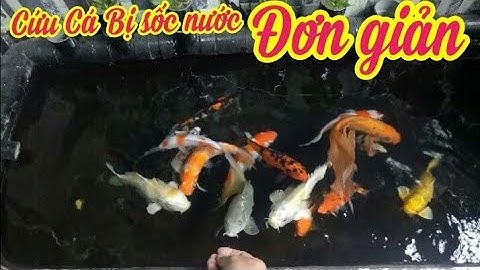 Chia Sẻ Cách Cứu Cá Koi Bị Sốc Nước Rất Đơn Giản Hiệu Quả 100% - Nhân Vlog 1989.