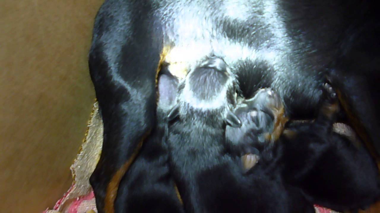 Pinscher RecémNascidos Amamentandose no Peito YouTube