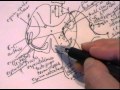 NEUROANATOMIA 2..0: MÉDULA ESPINAL CONFIGURACIÓN INTERNA