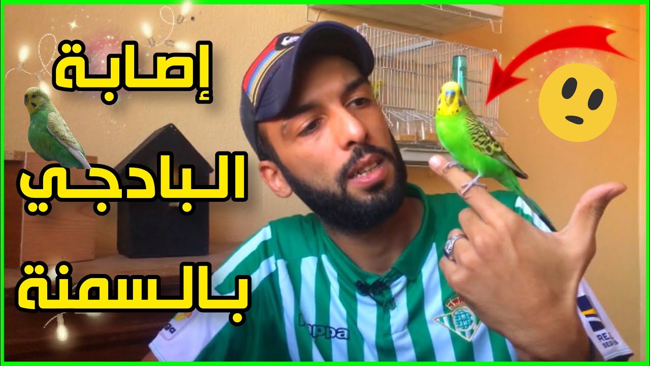 إصابة طيور البادجي بالسمنة أو التشحم 😱 أسباب تشحيم الطيور و طريقة العلاج 🤔