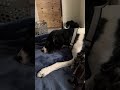 Phoenix being silly