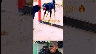 Dog Sees Himself in Mirror 🪞😅| Mirror Prank on Dogs #funny #dog #shorts