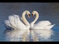 :: how to raise swans :: beginner's guide to raising swans :: home
page[review][scam][best product][how to]