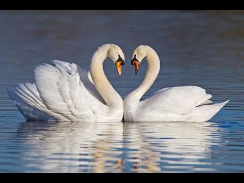 Learn How To Raise Swans - YouTube