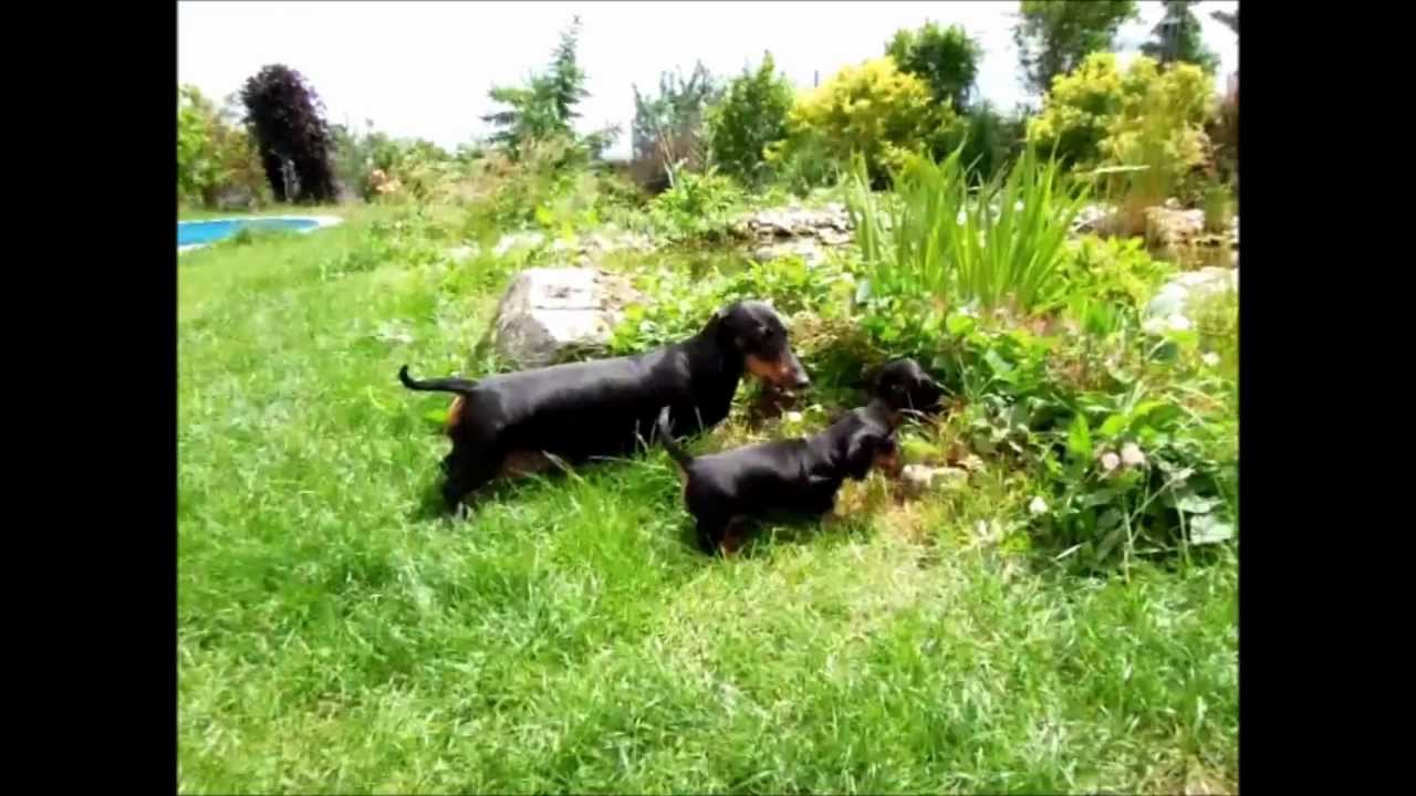 Dachshund Puppies Play With Their Mother Youtube