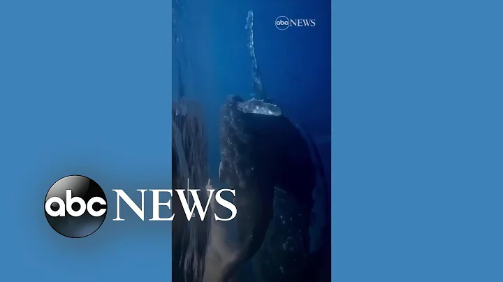 Divers encounter whale, calf in the Maldives - DayDayNews