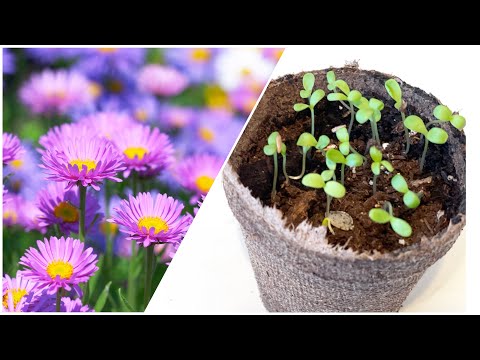 Video: When to plant asters for seedlings in 2021 by region
