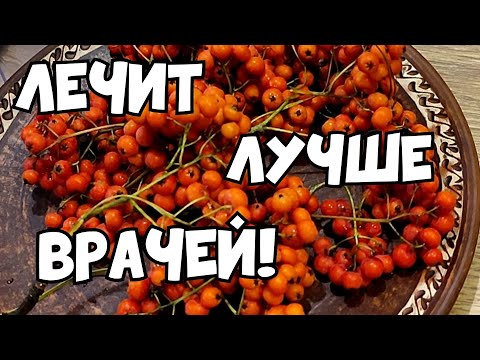 ВСЕГО НЕСКОЛЬКО ЯГОД ЗАМЕНЯТ ДОРОГИЕ ЛЕКАРСТВА! РЯБИНА КРАСНАЯ- ПОЛЕЗНЫЕ СВОЙСТВА