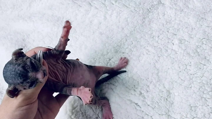 Video 1258471: tabby sphynx, tabby girl, black tabby, tabby white