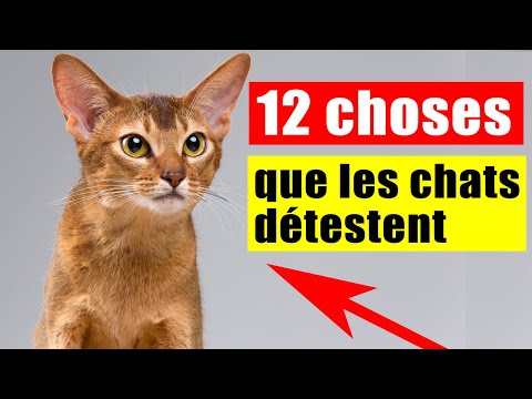 Vidéo: Les chats aiment-ils l'odeur de lavande ?