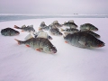 Окунь на топорик, зимняя рыбалка на Чудском | Ahven kombainiga Peipsil | Winter fishing for pearch