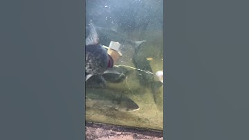 Lưỡi lục, lưỡi lăng xê câu mồi gạch câu cá mè, câu lăng xê, xả ổ thu hút cá #fishing #shorts