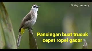 Panggilan untuk trucuk macet