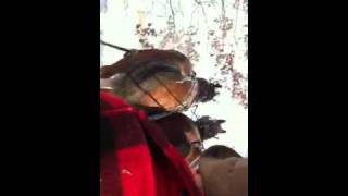 Sledding with Clydesdales pt 2