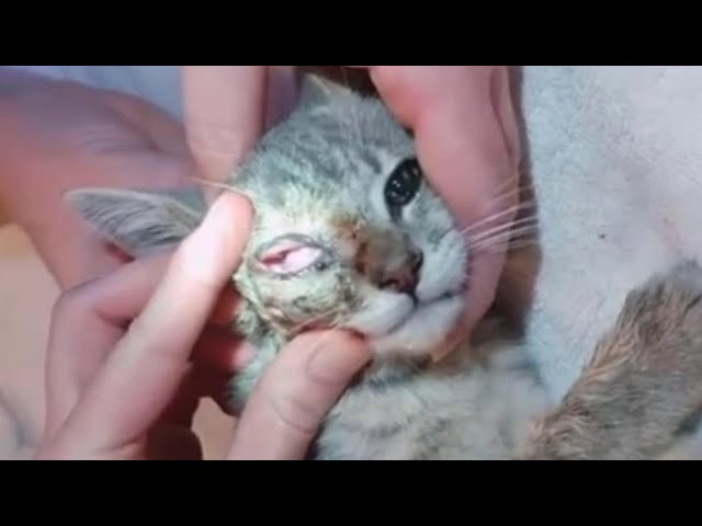 bot fly removal cats nose｜TikTok Search
