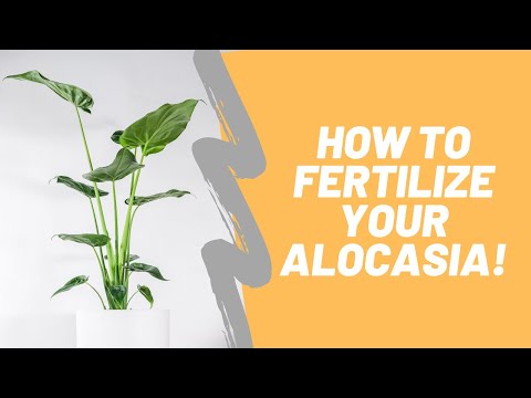 ვიდეო: ალოკასიის მცენარის კვება - როგორ და როდის გავანაყოფიეროთ ალოკაზია მცენარეები