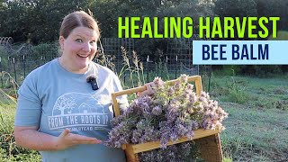 Bee Balm is a Medicinal MustHave!