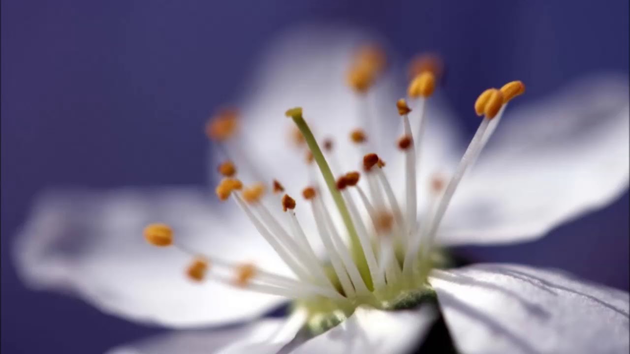 Wanawake Kufanya Kazi  Sheikh Abuu Hashim