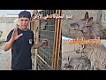 طفل يفقد ايده بسبب الضباع شوفو شصار بيه
