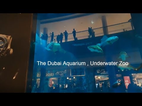 The Dubai Aquarium & Underwater Zoo With Rafi