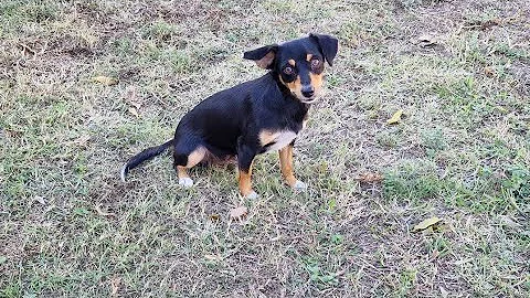 Abandoned next to a cliff, small size mother dog w...