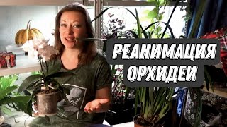 КАК РЕАНИМИРОВАТЬ ОРХИДЕЮ С ГНИЛЫМИ КОРНЯМИ | ЧЕМ ПОДКОРМИТЬ КОМНАТНЫЕ РАСТЕНИЯ | БИОГУМУС, 18+