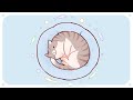 【60分耐久フリーBGM】Swimmer / Kyatto【まったり / のんびり/作業用BGM】