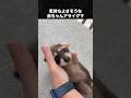 気持ちよさそうな赤ちゃんアライグマが可愛すぎる! #アライグマ #あらいぐま #動物