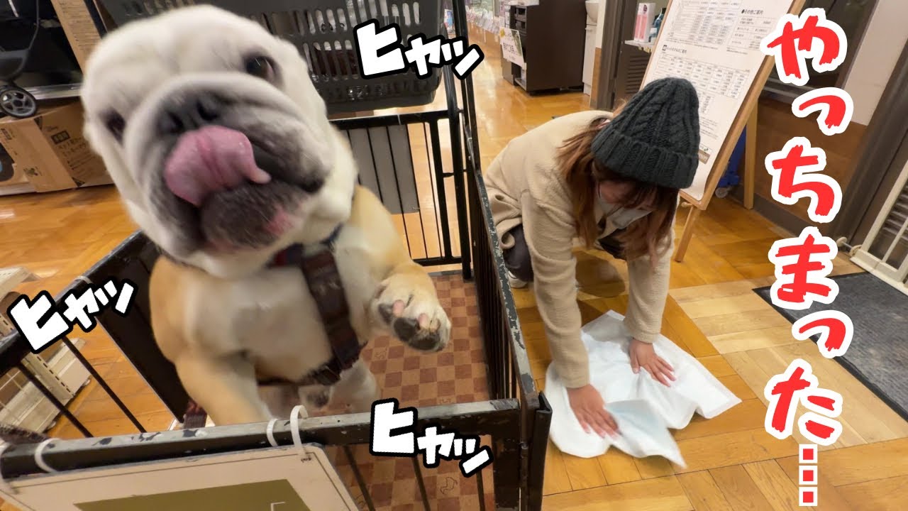 【悲報】嬉しさでおし〇こをまき散らした愛犬、サロンを出禁になりかける(-_-;)