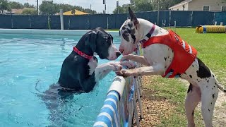 Great Danes enjoy pool party swimming lessons